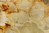Colorful Petrified Wood (Araucaria) Limb - Madagascar #138418-2